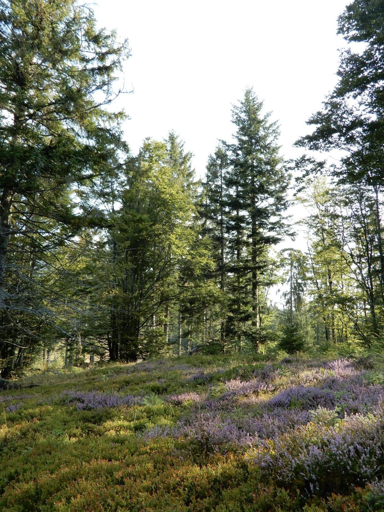 Gartenferienhaus "Annaluise" Schönau im Schwarzwald Eksteriør billede